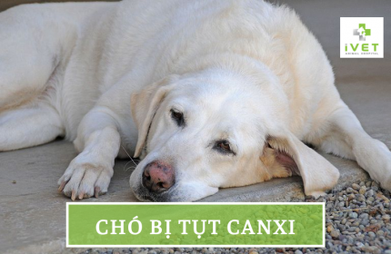 Chó bị tụt canxi nên ăn gì? 5 Loại thức ăn bổ sung canxi cho chó hiệu quả